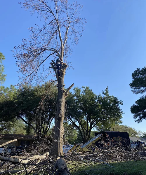 Tree Removal in Pantego 